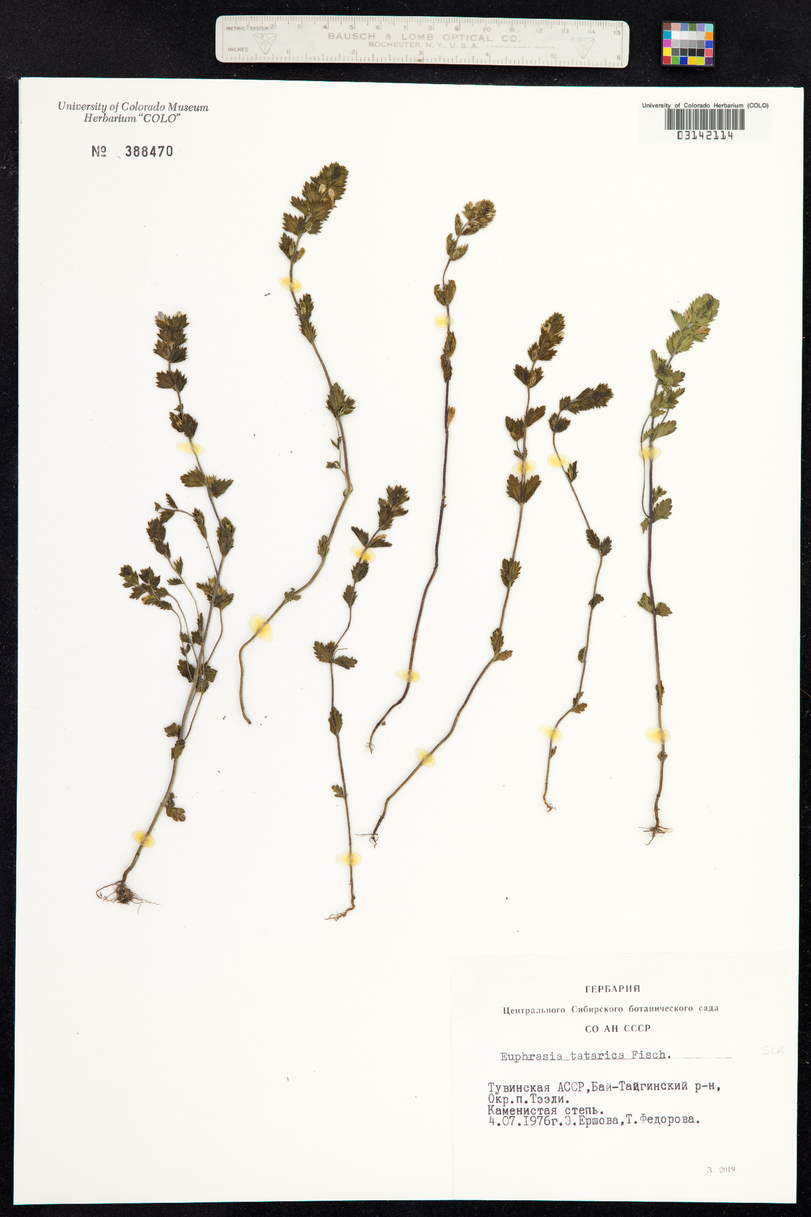 Euphrasia nemorosa image