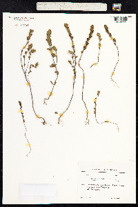 Euphrasia nemorosa image