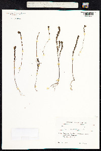 Euphrasia nemorosa image