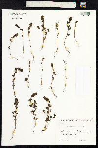 Euphrasia nemorosa image