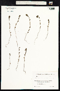 Euphrasia nemorosa image