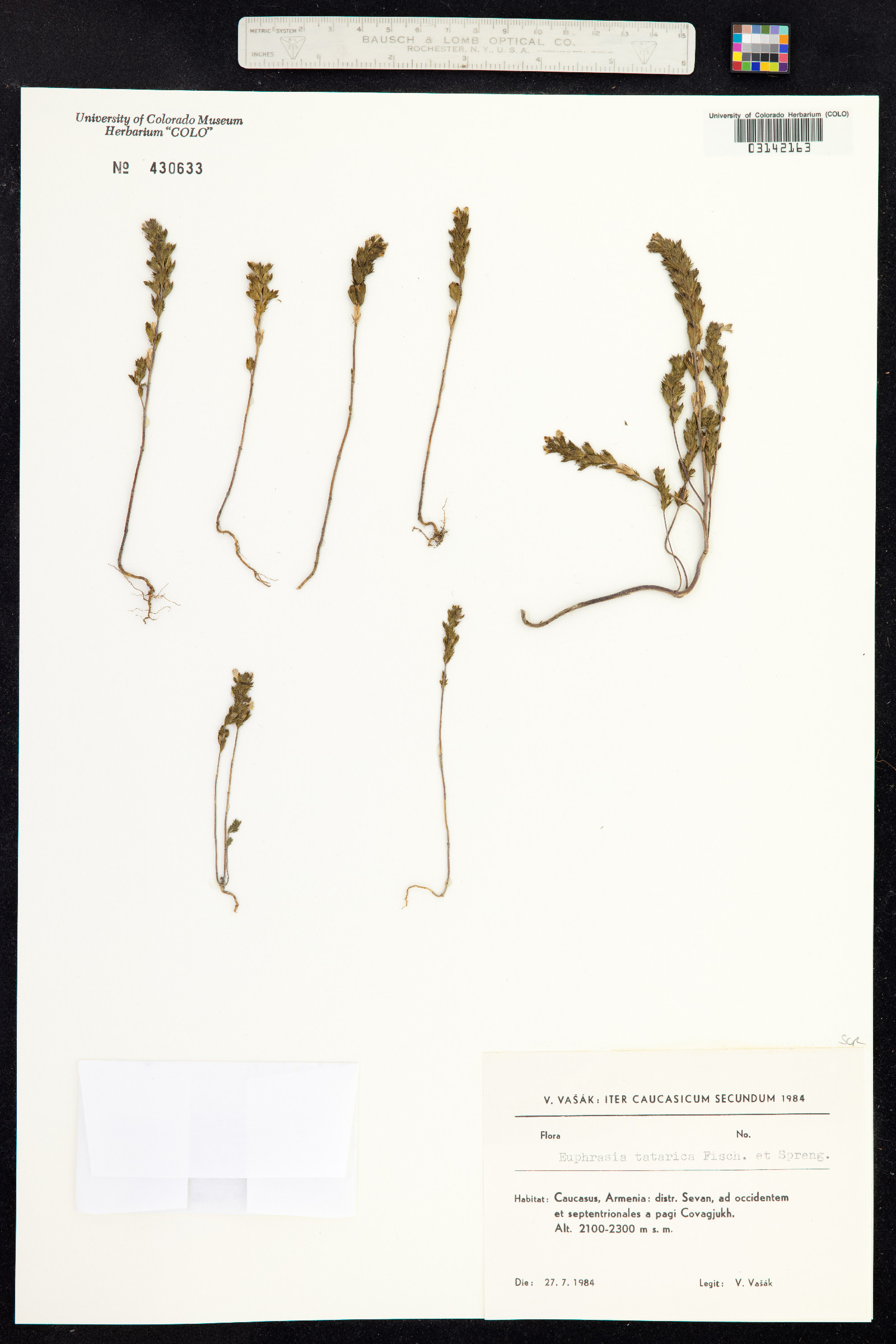 Euphrasia nemorosa image