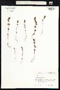 Euphrasia nemorosa image