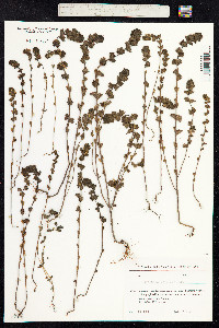Euphrasia nemorosa image