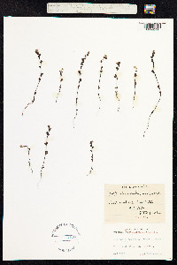 Euphrasia borealis image