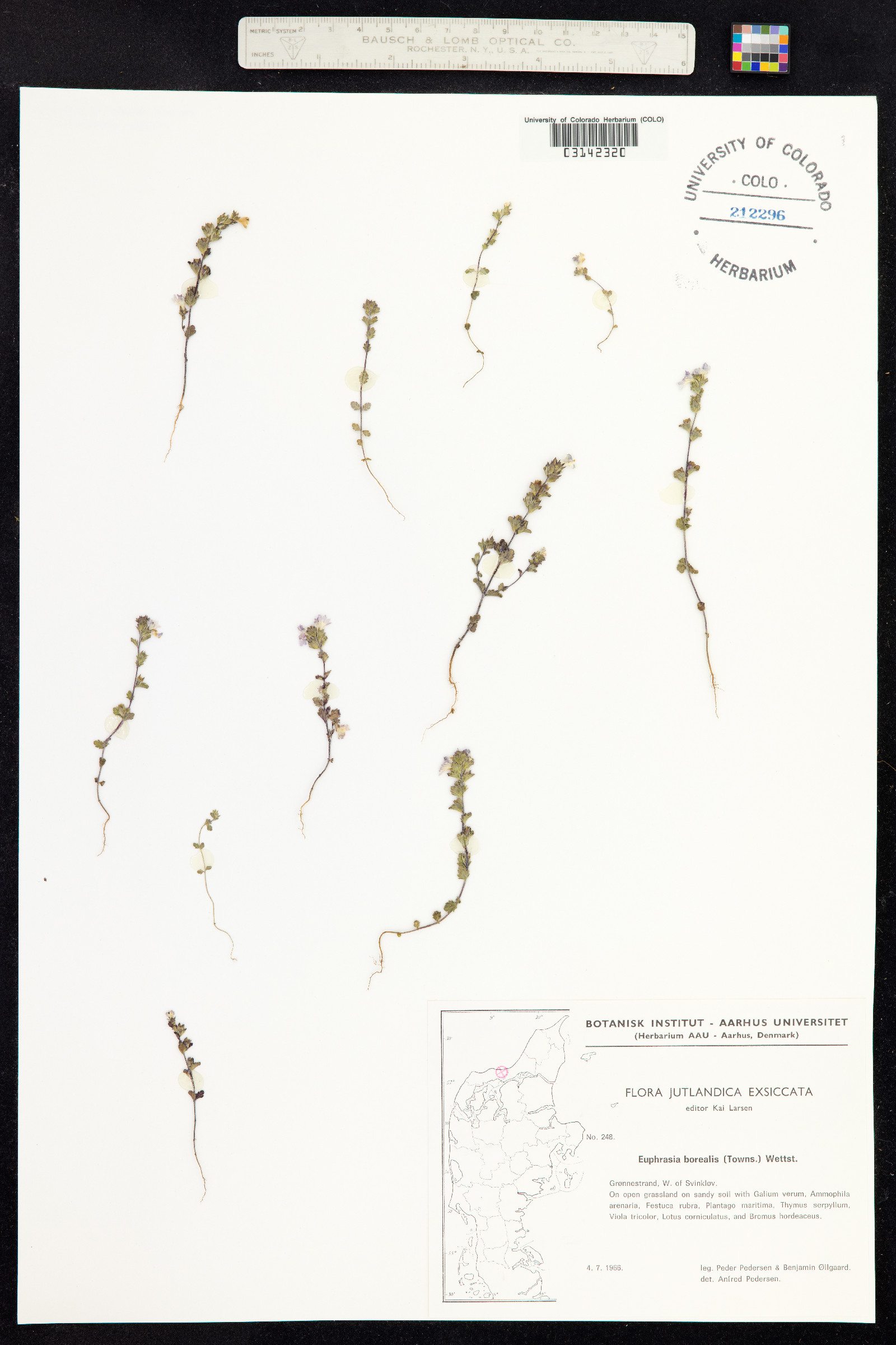 Euphrasia borealis image