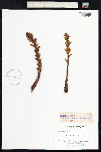 Orobanche hederae image