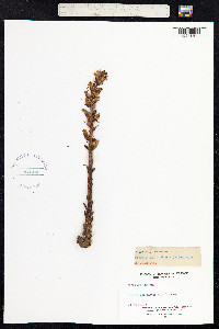 Orobanche hederae image