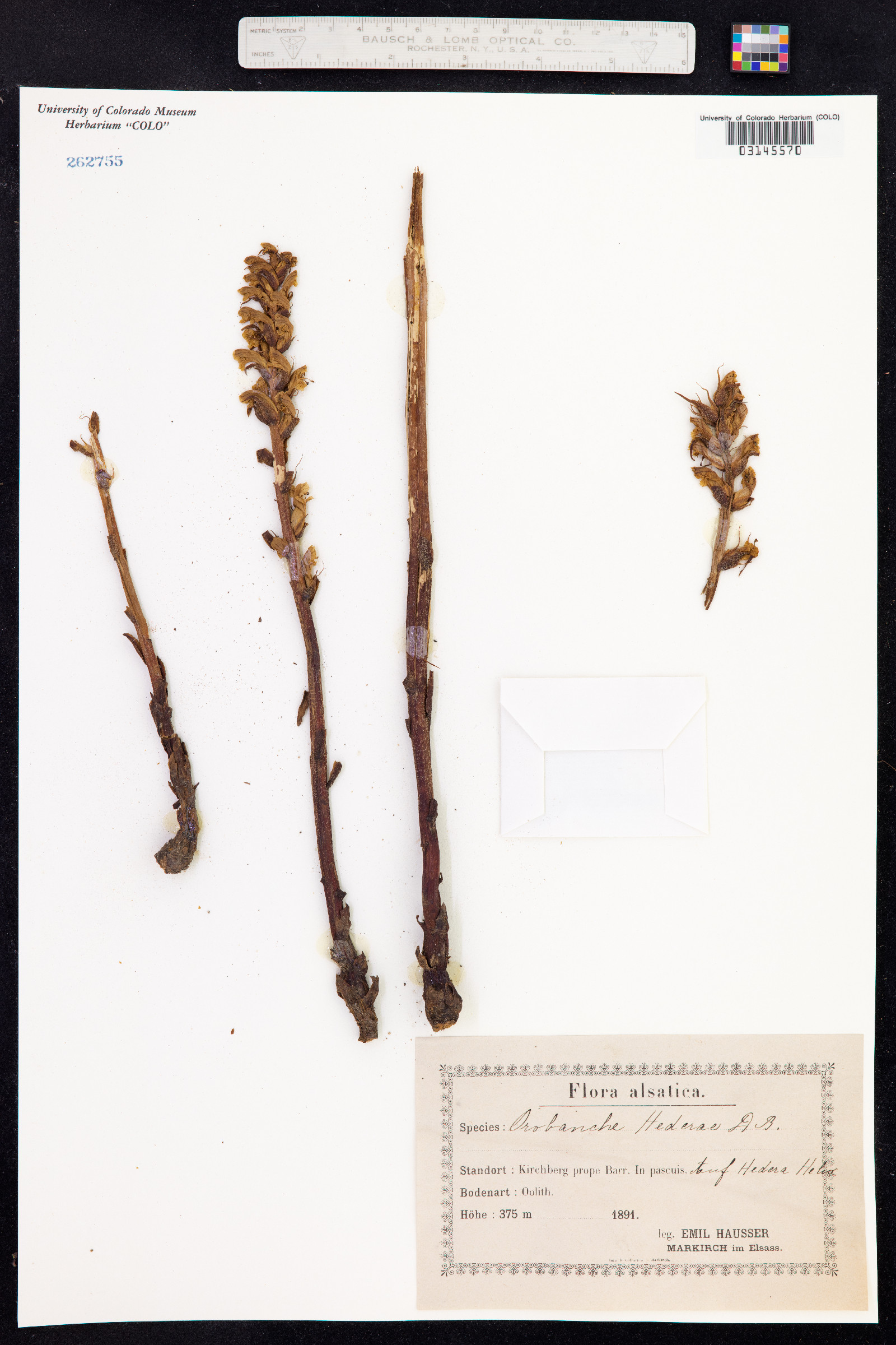Orobanche hederae image