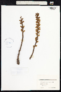 Orobanche minor image