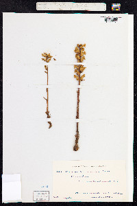 Orobanche minor image