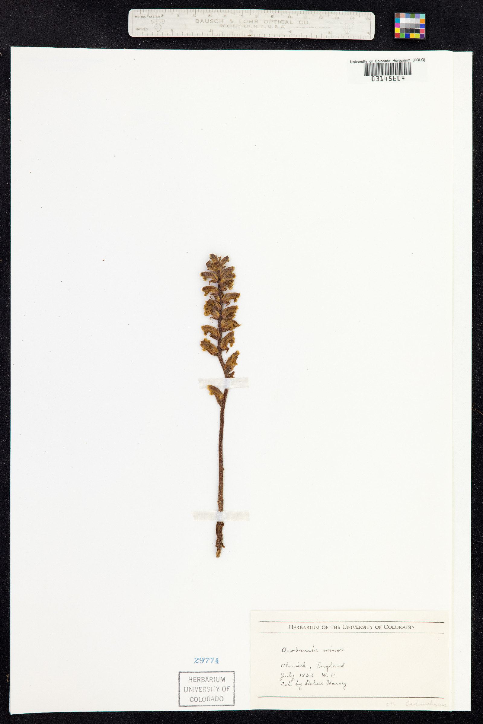 Orobanche minor image