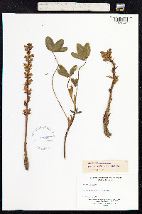 Orobanche minor image