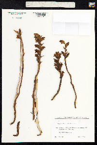 Orobanche uniflora image