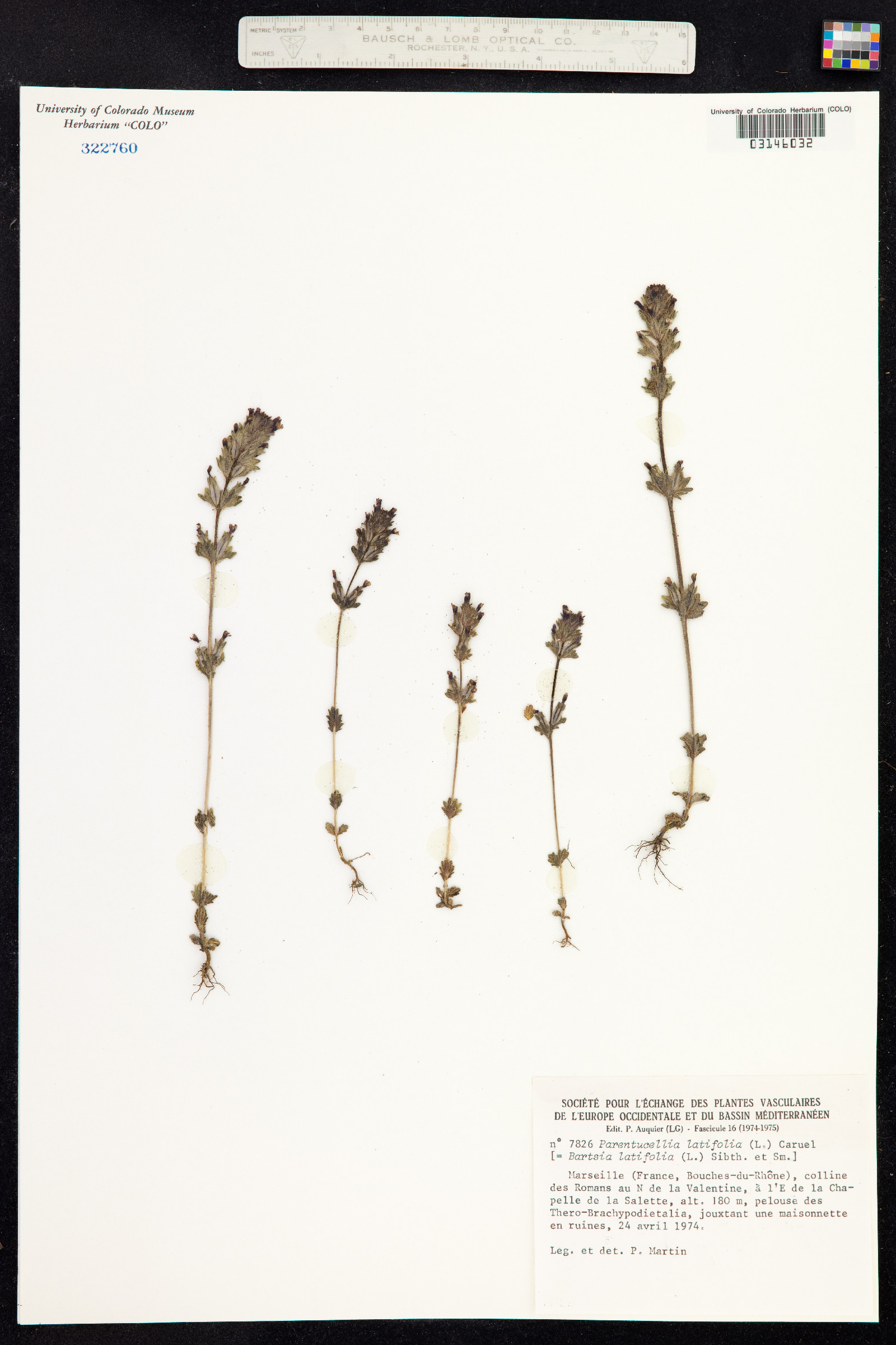 Parentucellia latifolia image