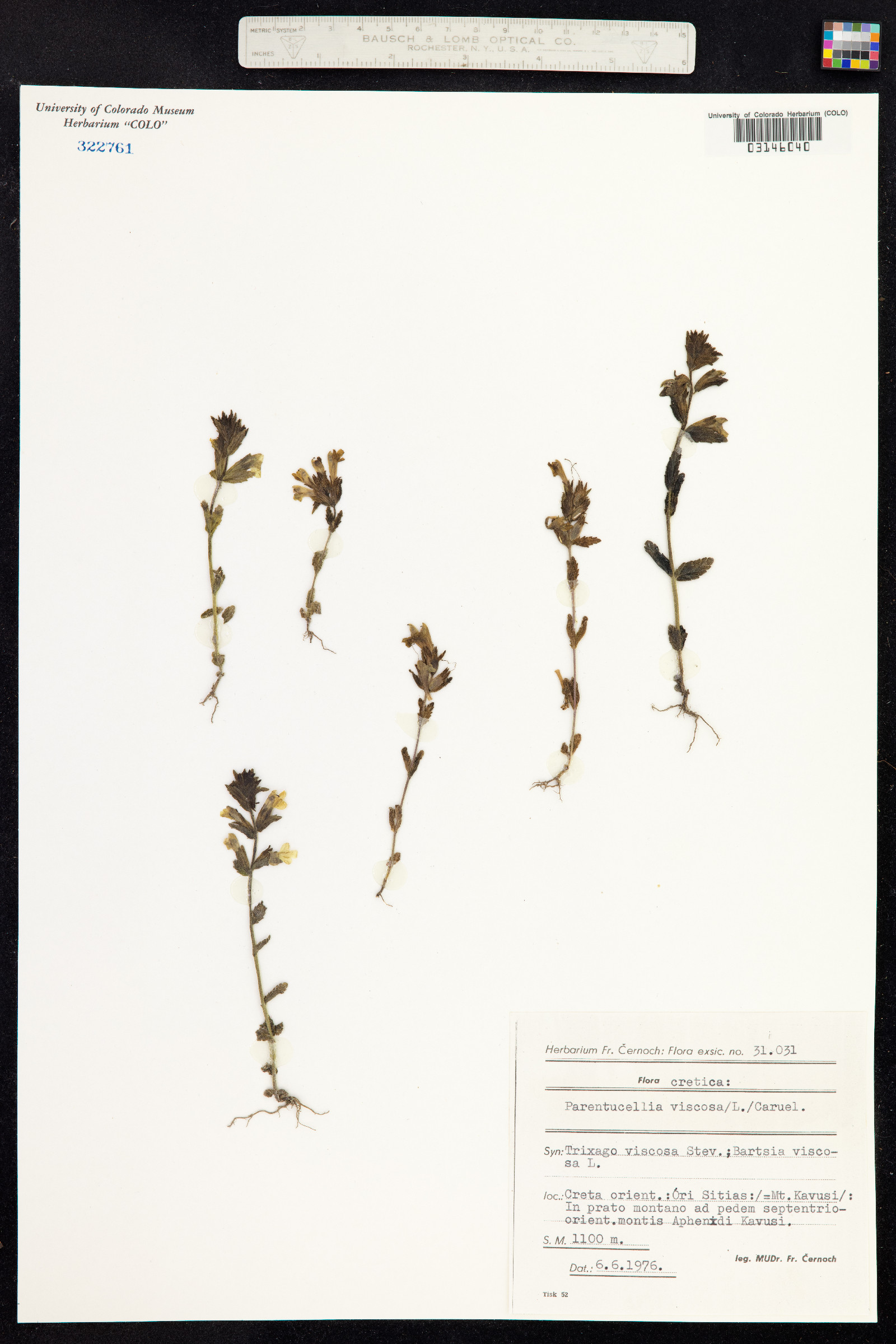 Parentucellia viscosa image