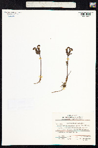 Pedicularis capitata image