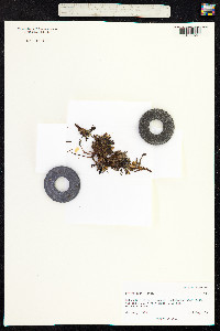Pedicularis hirsuta image