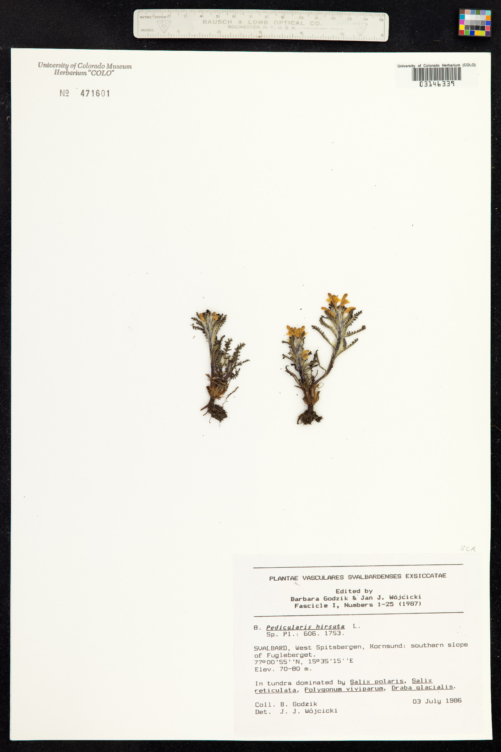 Pedicularis hirsuta image