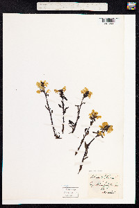 Pedicularis lapponica image