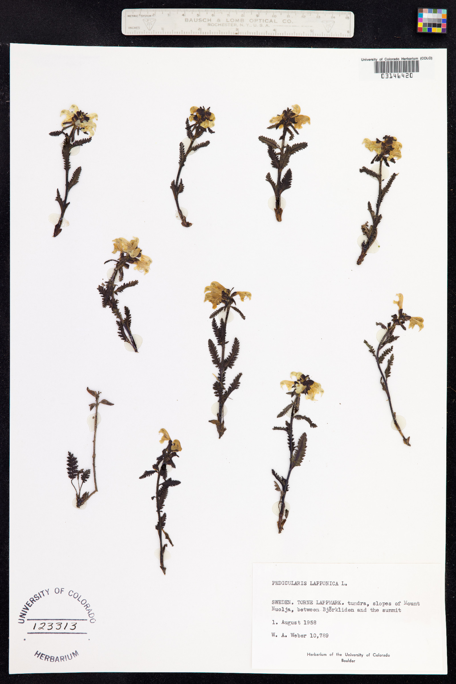 Pedicularis lapponica image