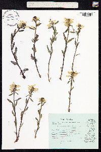Pedicularis lapponica image