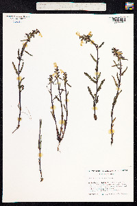 Pedicularis lapponica image