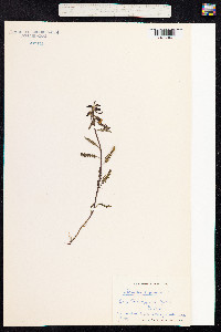 Pedicularis lapponica image
