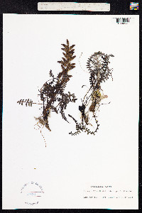 Pedicularis oederi image