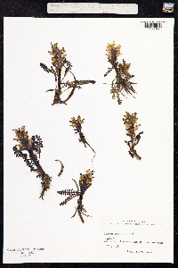 Pedicularis oederi image