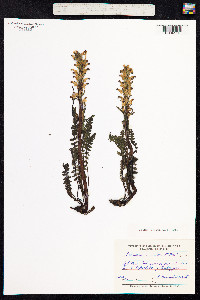 Pedicularis oederi image