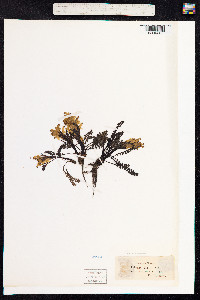 Pedicularis oederi image