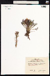 Pedicularis oederi image