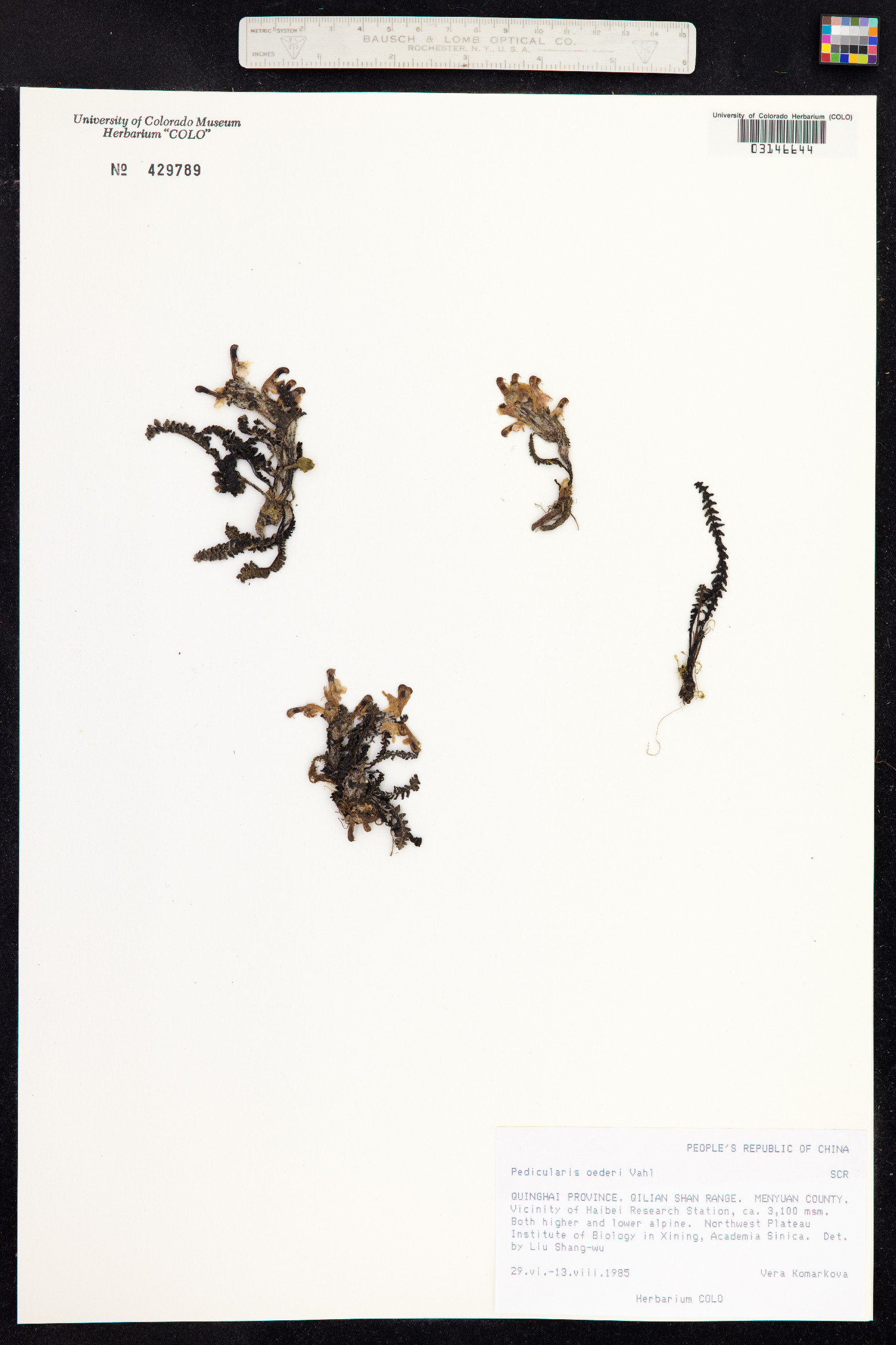 Pedicularis oederi image