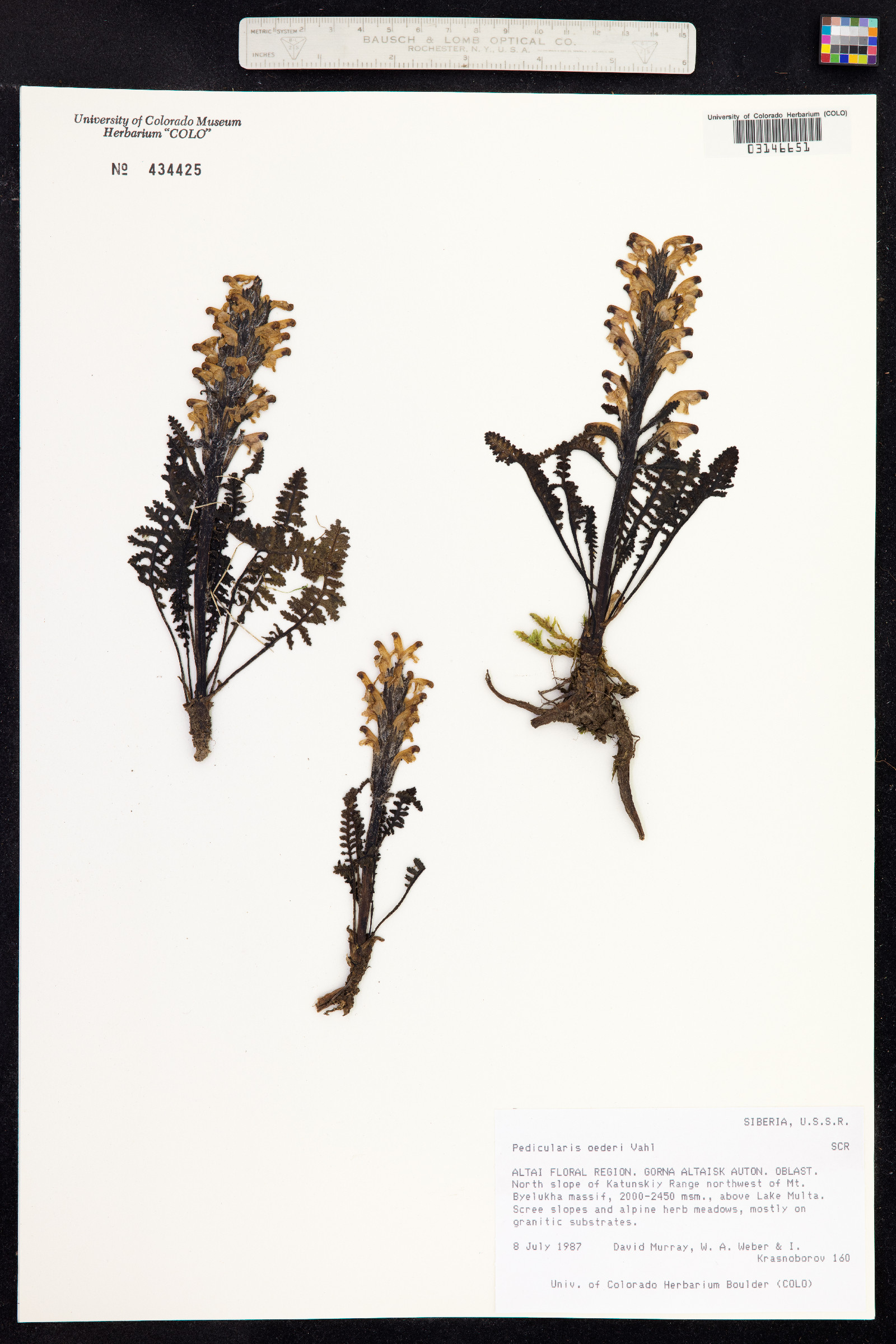 Pedicularis oederi image