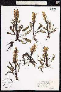Pedicularis oederi image