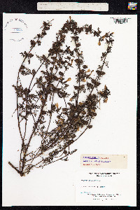 Pedicularis palustris image