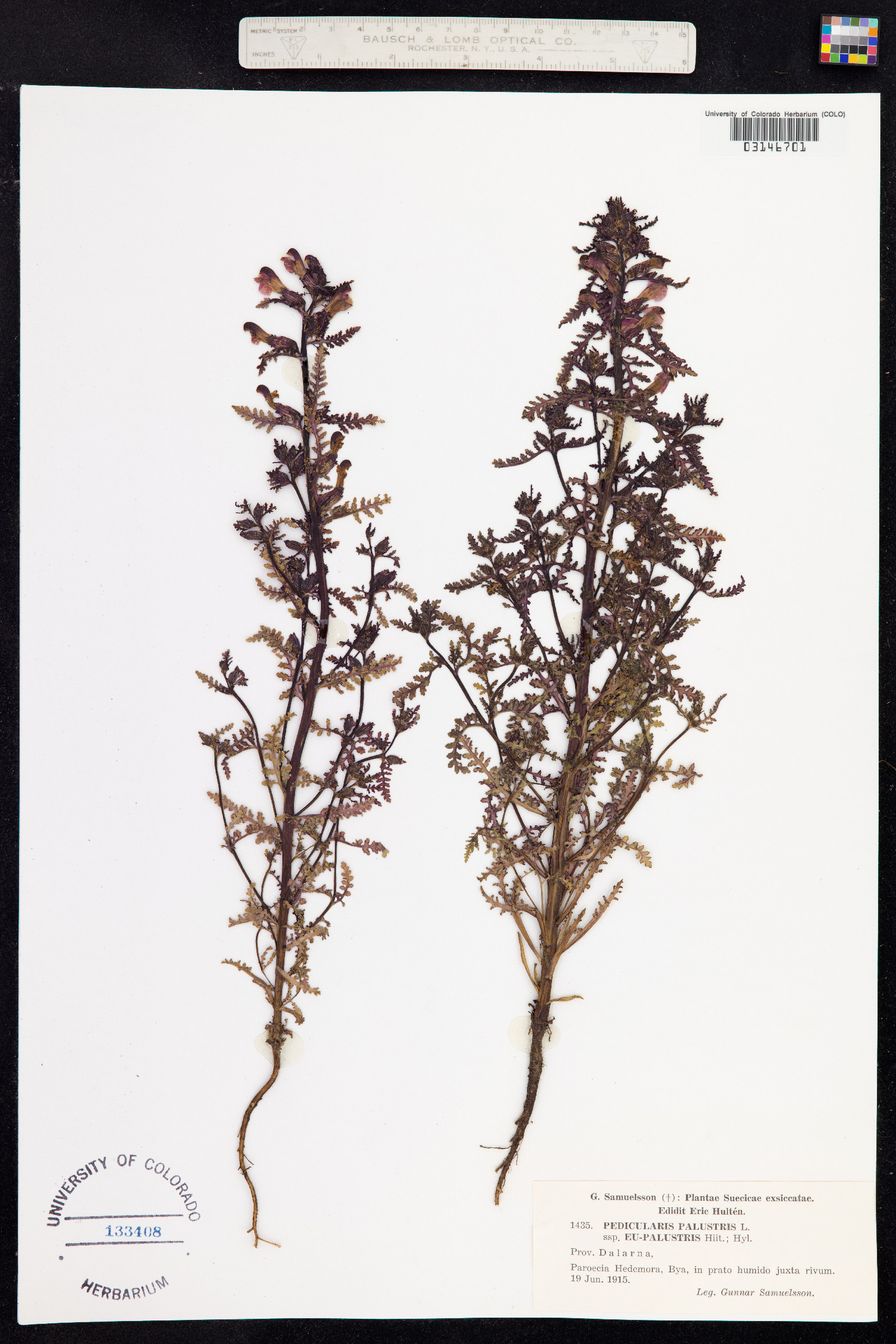 Pedicularis palustris image