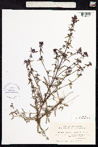 Pedicularis palustris image