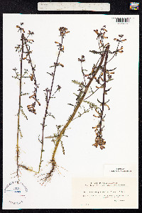 Pedicularis palustris image