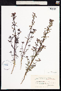 Pedicularis palustris image