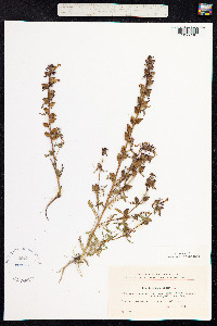 Pedicularis palustris image