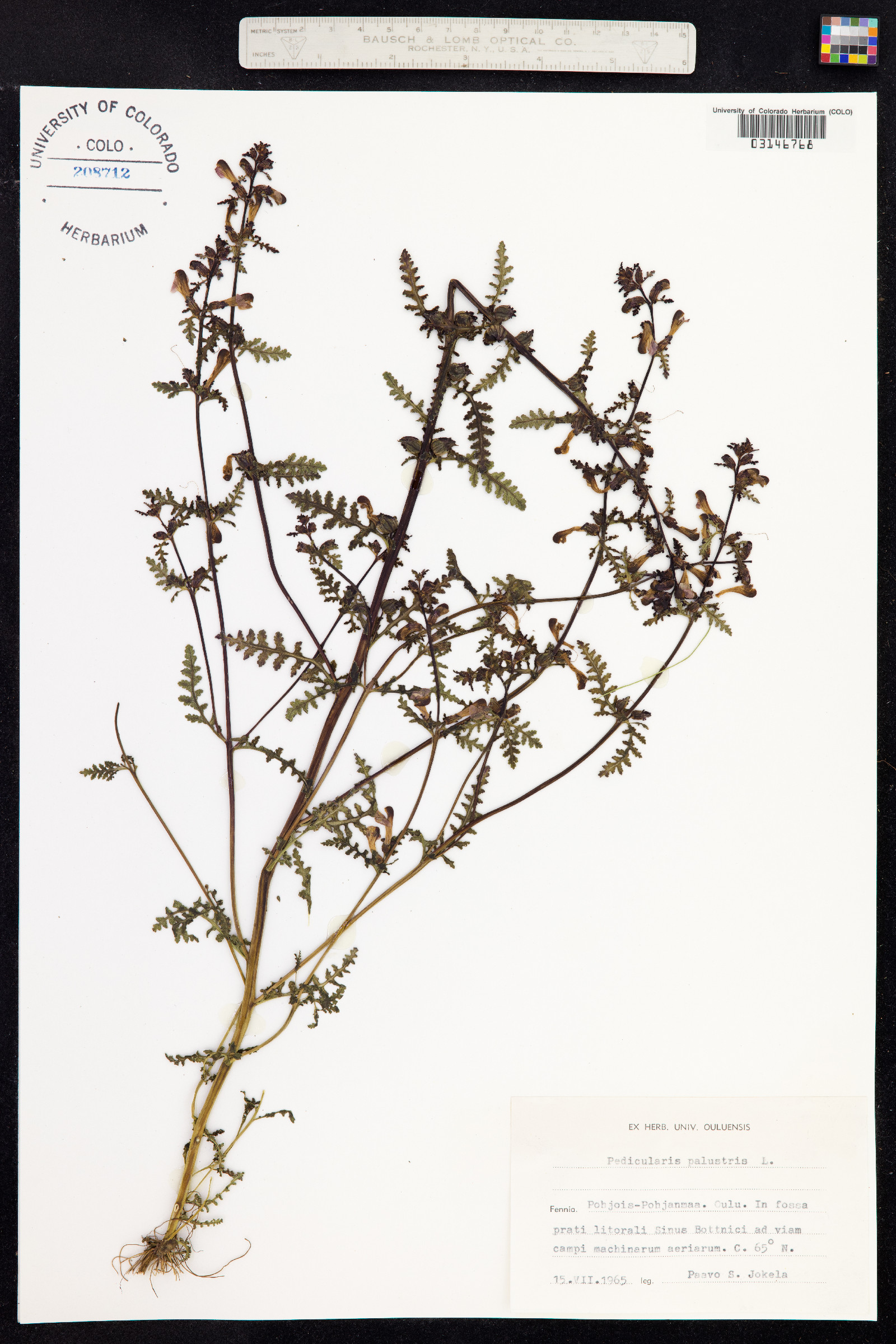 Pedicularis palustris image