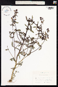 Pedicularis palustris image