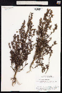 Pedicularis palustris image
