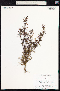 Pedicularis palustris image