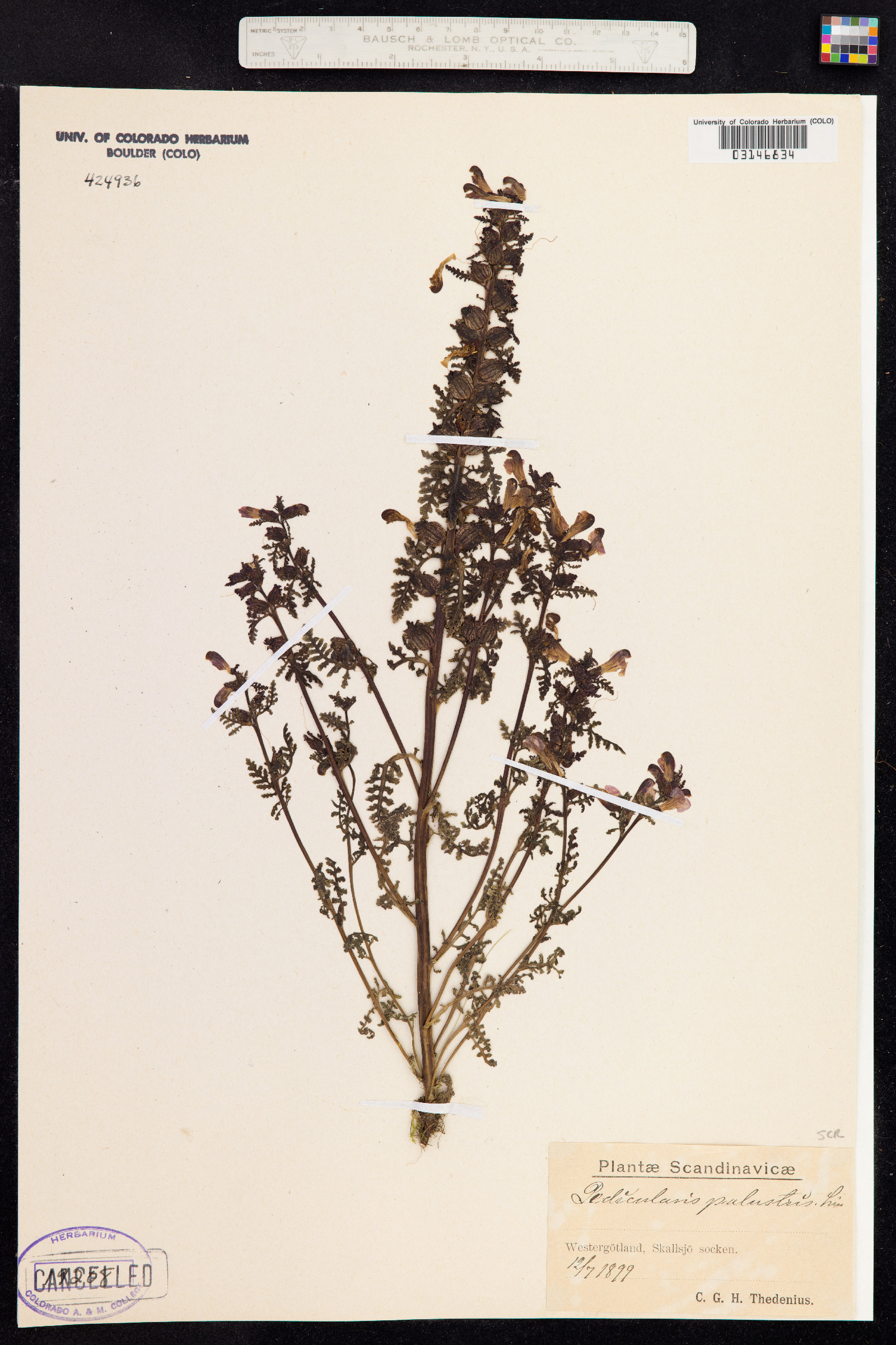 Pedicularis palustris image