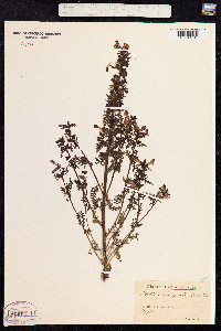 Pedicularis palustris image
