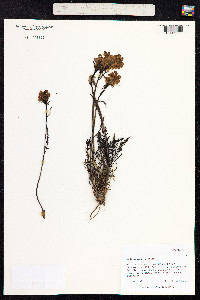 Pedicularis sudetica image