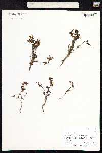 Pedicularis sudetica image